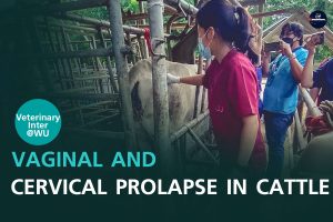 Vaginal and cervical prolapse in cattle
