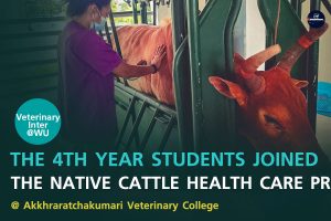 The 4th year students joined the native cattle health care program