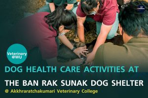 Dog health care activities at the BAN RAK SUNAK dog shelter