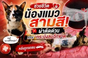 ช่วยชีวิตน้องแมวสามสี! ผ่าตัดด่วนภาวะ “กระบังลมฉีกขาด” หลังถูกรถชน