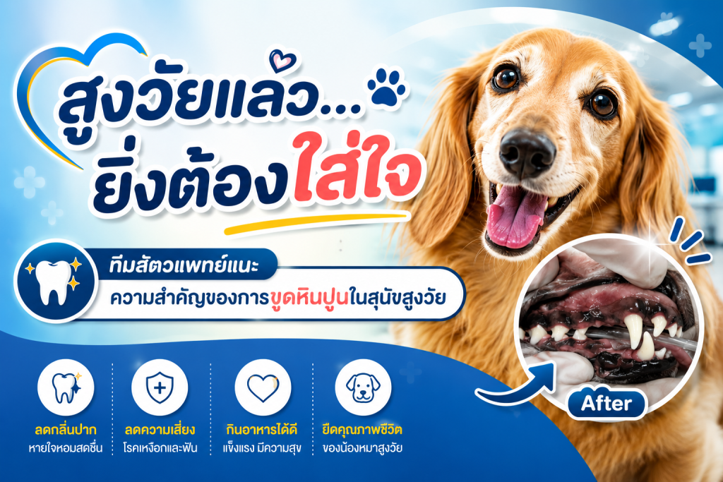 สูงวัยแล้ว…ยิ่งต้องใส่ใจ” ทีมสัตวแพทย์แนะความสำคัญของการขูดหินปูนในสุนัขสูงวัย