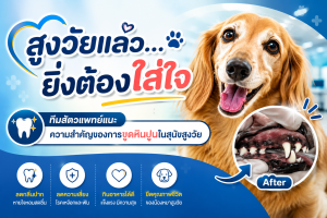 สูงวัยแล้ว…ยิ่งต้องใส่ใจ” ทีมสัตวแพทย์แนะความสำคัญของการขูดหินปูนในสุนัขสูงวัย