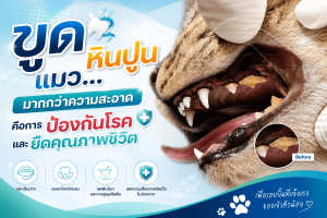 ขูดหินปูนแมว...มากกว่าความสะอาด คือการป้องกันโรคและยืดคุณภาพชีวิต