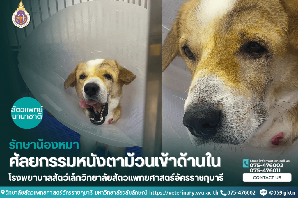 รักษาน้องหมาศัลยกรรมหนังตาม้วนเข้าด้านในรักษาน้องหมา