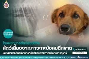 ช่วยชีวิตสัตว์เลี้ยงจากภาวะกะบังลมฉีกขาด