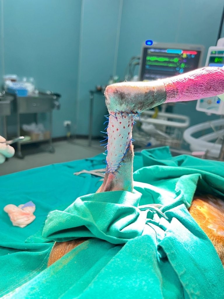 องแมวได้รับการปลูกถ่ายผิวหนัง ช่วยฟื้นฟูแผลบริเวณขาหลัง