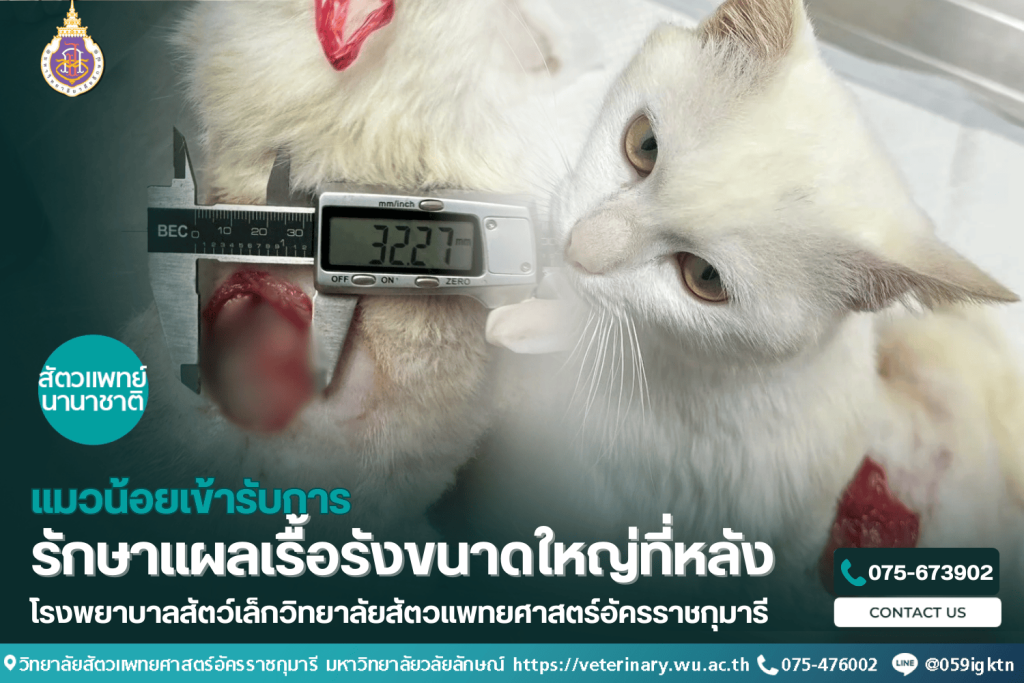 แมวน้อยเข้ารับการรักษาแผลเรื้อรังขนาดใหญ่ที่หลัง กับทีมสัตวแพทย์ ม.วลัยลักษณ์