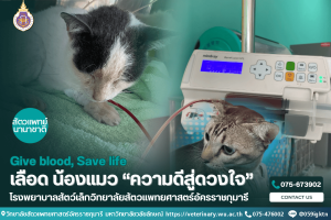 เลือด น้องแมว “ความดีสู่ดวงใจ”