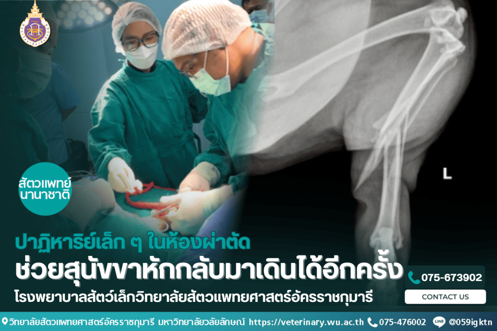 ปาฏิหาริย์เล็ก ๆ ในห้องผ่าตัดช่วยสุนัขขาหักกลับมาเดินได้อีกครั้ง