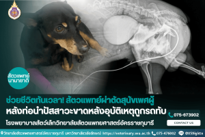 ช่วยชีวิตทันเวลา! สัตวแพทย์ผ่าตัดสุนัขเพศผู้หลังท่อนำปัสสาวะขาดหลังอุบัติเหตุถูกรถทับ