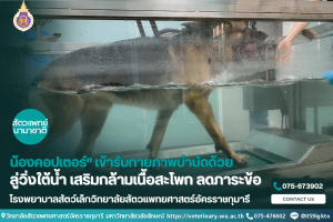 น้องคอปเตอร์" เข้ารับกายภาพบำบัดด้วยลู่วิ่งใต้น้ำ เสริมกล้ามเนื้อสะโพก ลดภาระข้อ