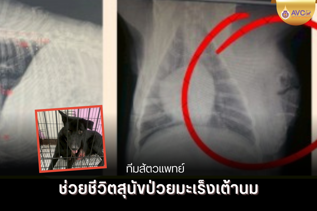 ทีมสัตวแพทย์ช่วยชีวิต ‘น้องหมี’ สุนัขป่วยมะเร็งเต้านม