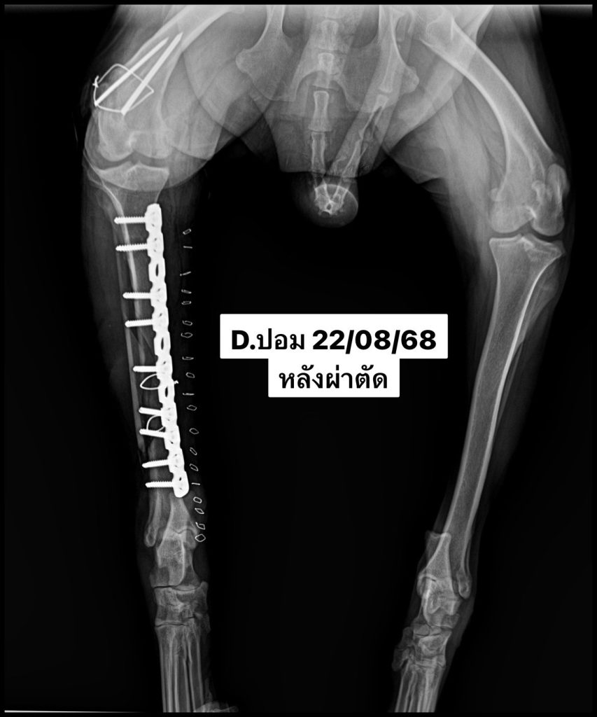 ทีมสัตวแพทย์“ช่วยชีวิต ‘น้องปอม’ สุนัขพันธุ์ไทย น้ำหนัก 27 กก. หลังถูกรถชน กระดูกขาหักแบบเกลียว – ทีมสัตวแพทย์ผ่าตัดสำเร็จ” 🐶💪
