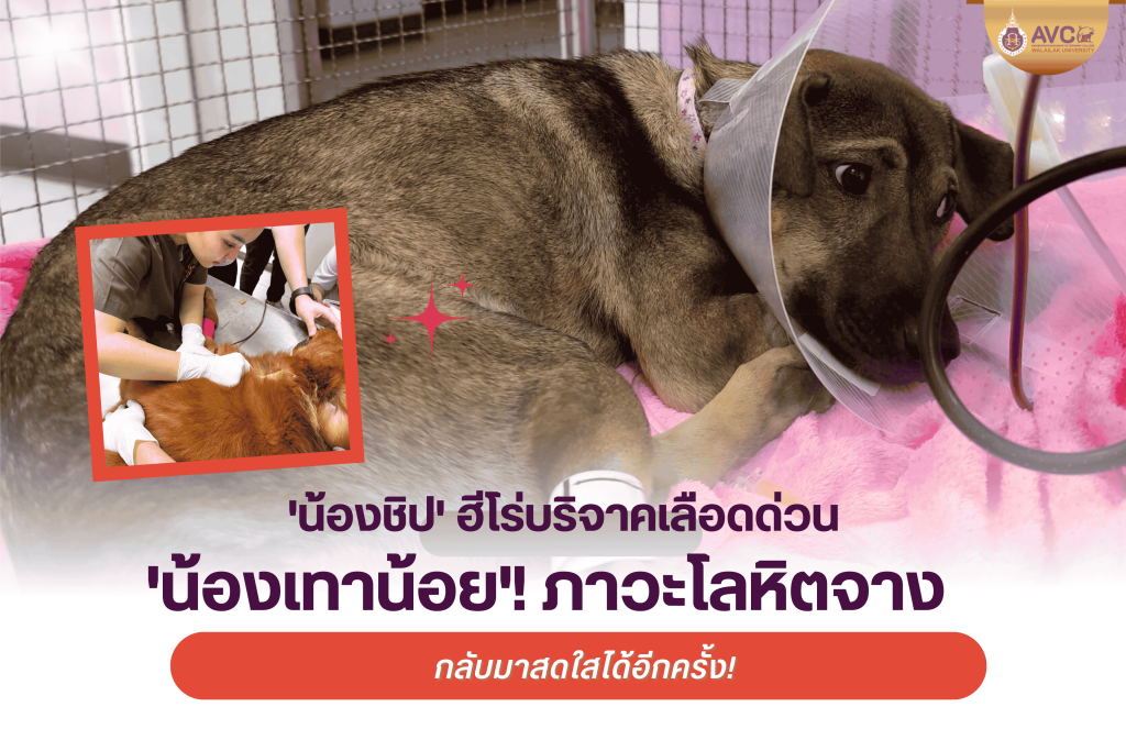“น้องเทาน้อย รอดชีวิตจากภาวะโลหิตจางรุนแรง หลังถ่ายเลือดจากน้อง Chip ผู้บริจาคเลือดฮีโร่!” 🩸🐶❤️