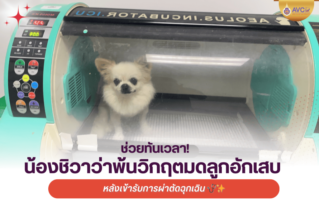 🐶⚠️ ช่วยทันเวลา! น้องชิวาว่าพ้นวิกฤตมดลูกอักเสบ หลังเข้ารับการผ่าตัดฉุกเฉิน 🩺✨