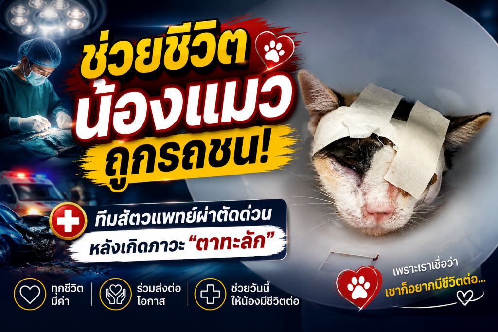Feline Enucleation: ทีมสัตวแพทย์ช่วยน้องแมวถูกรถชน หลังเกิดภาวะ “ตาทะลัก” ฉุกเฉิน