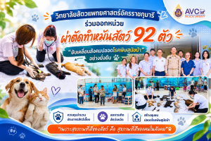 วิทยาลัยสัตวแพทยศาสตร์อัครราชกุมารี ร่วมออกหน่วยผ่าตัดทำหมันสัตว์ 92 ตัว ขับเคลื่อนสังคมปลอดโรคพิษสุนัขบ้าอย่างยั่งยืน