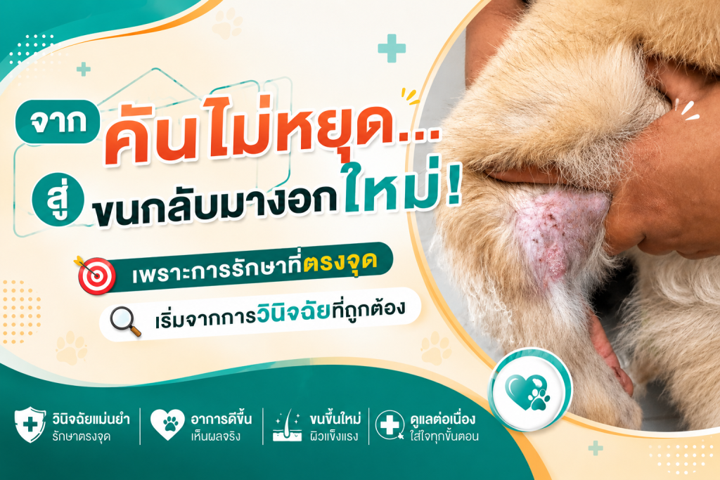 จากคันไม่หยุด...สู่ขนกลับมางอกใหม่! เพราะการรักษาที่ตรงจุด เริ่มจากการวินิจฉัยที่ถูกต้อง