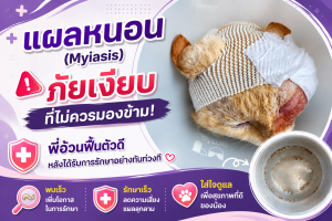 แผลหนอน (Myiasis) ภัยเงียบที่ไม่ควรมองข้าม! พี่อ้วนฟื้นตัวดีหลังได้รับการรักษาอย่างทันท่วงที