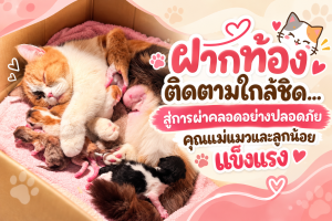 ฝากท้องติดตามใกล้ชิด…สู่การผ่าคลอดอย่างปลอดภัย คุณแม่แมวและลูกน้อยแข็งแรง