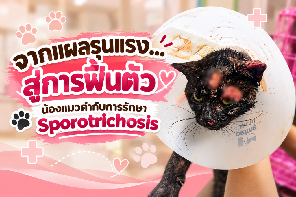 จากแผลรุนแรง…สู่การฟื้นตัว น้องแมวดำกับการรักษา Sporotrichosis