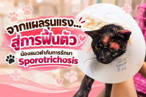 จากแผลรุนแรง…สู่การฟื้นตัว น้องแมวดำกับการรักษา Sporotrichosis