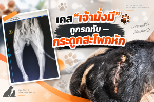 🐶 เคส “เจ้ามั่งมี” ถูกรถทับ — กระดูกสะโพกหัก 🩺