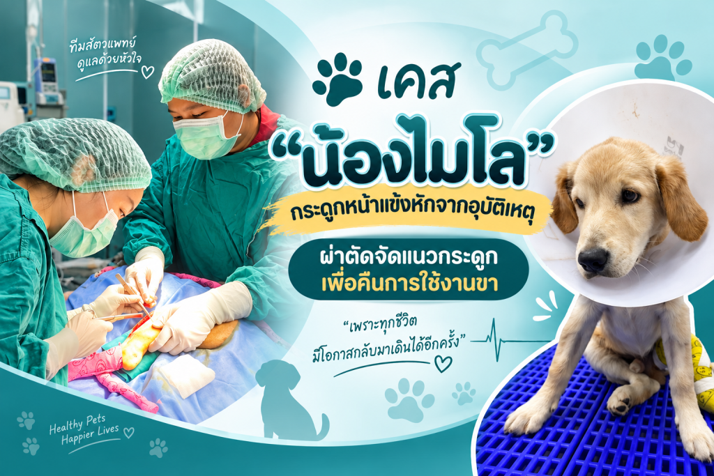 เคส “น้องไมโล” กระดูกหน้าแข้งหักจากอุบัติเหตุ ผ่าตัดจัดแนวกระดูกเพื่อคืนการใช้งานขา